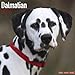 Dalmatian Calendar - Only Dog Breed Dalmatian Calendar - 2016 Wall calendars - Dog Calendars - Monthly Wall Calendar by Avonside