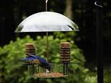 Supper Dome w/Removable Suet Holders