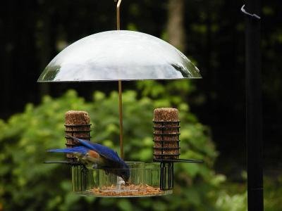 Supper Dome w/Removable Suet Holders