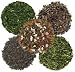 Green Tea Sampler