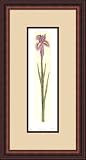 Single Iris by David Olson - Framed Artwork
