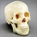 2 Piece Life Size Skull (CHS2)