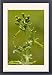 Framed Prints of Groundsel - in flower; common annual weed from Ardea Wildlife Pets