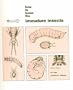 How to Know the Immature Insects (Booth Laboratory Anatomy Series)