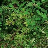 Thompson & Morgan ‘Olde English’ Thyme Herb Seeds