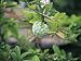 Close-Up of a Cherimoya Fruit (Annona Cherimola) Photographic Poster Print by A. Curzi, 24x32