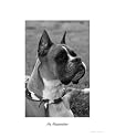 At Attention Animals Photographic Poster Print by Laura K. King, 16x20
