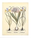 Iris flower bulbs Art Print POSTER pretty floral RARE - 16