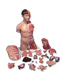 3B Scientific Deluxe Torso w/ muscular