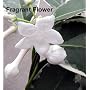 Rare Creme and Green Madagascar Jasmine 4 Inches