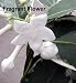 Rare Creme and Green Madagascar Jasmine 4 Inches