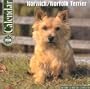 Norwich/Norfolk Terrier 2006 Petprints Calendar