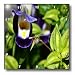 Torenia Flower and Buds An Annual Flower - 10x10 Wall Clock