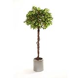 Review i-koncepts Ltd  / 5ft Ficus Ball with Twisted Natural Stem - Artificial Plant