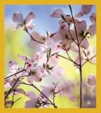Dogwood - white Bookmark