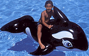 76" x 50" Whale Ride on