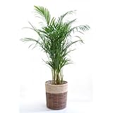 ���i�̏ڍ�