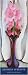 Georgia O'Keeffe (Pink Gladiolas) Art Poster Print - 16