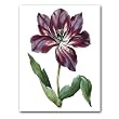 genus Tulipa 22 - 5" x 7" Museum Quality Greeting Card
