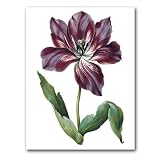 genus Tulipa 22 - 5 x 7 Museum Quality Greeting Card