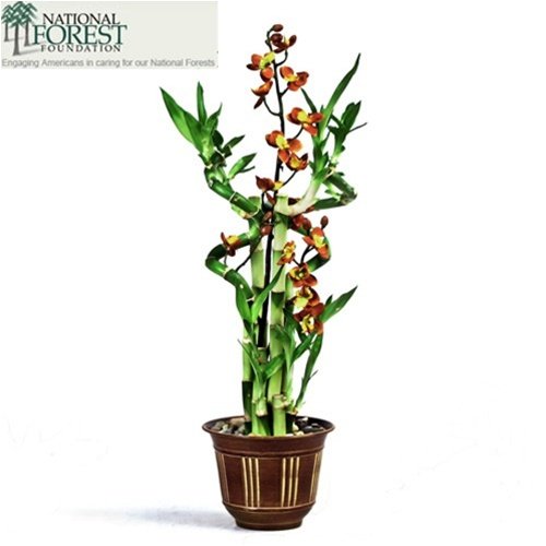 Eastern Leaf Silk Orchid Spiral Bamboo