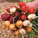 Radish Rainbow Mixed
