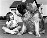 Give us a Lick: Jason the St. Bernard Looks to Six-year-old Rachel for a Share of the Spoils, 1980, Art Poster by Retro