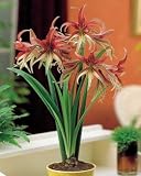 Amaryllis La Paz