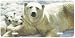 Mother of Pearls - Polar Bears - Wildlife Decor Art Print - License Plate Tag By Carl...