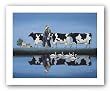 Delta Cows by Lowell Herrero 16"x12" Art Print Poster