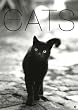 Cats (69 x 49 cm) 2009