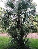 Mazari-Palme - Nannorrhops ritchiana 5K