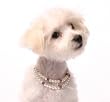 Dog Jewelry - La Ti Dots Collection-Stunning Jewelry for the Most Pampered Pet!-S Pink