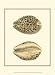 Leopard Cowry Shells - George Shaw Art Print Poster 10 x 13