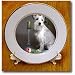 White Schnauzer - 8 Inch Porcelain Plate