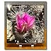 Flower on Hedgehog Cactus also called Calico Cactus.Anza-Borrego Desert State Park, California - 6x6 Desk Clock