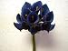 2 DARK BLUE Mini Calla Lily Foam Flower Stem Bundles Artificial Wedding