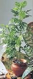 künstlicher Splitphilodendron 3-fach 150cm naturgetreu
