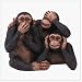 See, Hear, Speak No Evil Happy Monkeys - Style 34513