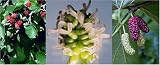 Eigenschaften tropical.garden  / Paket Nr. 21 / 3x Maulbeerbaum (10K Maulbeere rot, 30K Maulbeere schwarz, 30K Maulbeere weiss)