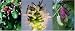 Paket Nr. 21 / 3x Maulbeerbaum (10K Maulbeere rot, 30K Maulbeere schwarz, 30K Maulbeere weiss)