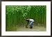 Farmer Harvesting Jute, Tangail,Dhaka, Bangladesh Framed Photographic Poster Print by Richard I'Anson, 29x21
