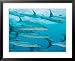Golden Dream Reef, Bligh Water Area, Viti Levu, Fiji Islands, South Pacific Framed Art Poster Print by Michele Westmorland, 31x25