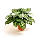 Review i-koncepts Ltd  / 33cm Peacock - Artificial Plant