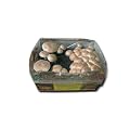 Hawlik Steinchampignonkultur f�rs Haus Gro�