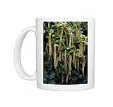 DAD-1811 Holly Leaf Sweetspire - an evergreen bushy shrub. The long catkin-like Photo Mugs