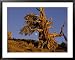 Ancient Bristlecone Pine Forest in the White Mountains Near Bishop National Geographic Collection Framed Art Poster Print by Michael S. Lewis, 39x31