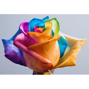 Rainbow Rose Very unique, rose, multiple colors, 5 seeds