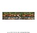 Western Horses Spring Creek Run Wallpaper Border