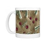 Marjoram leaf surface, SEM Photo Mugs